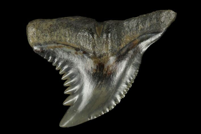 Snaggletooth Shark (Hemipristis) Tooth - Aurora, NC #180110